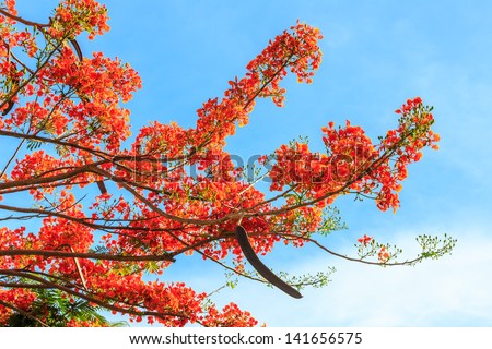 Flame tree flowers and blue sky