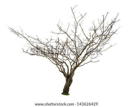 Dead and dry tree is isolated on white background.