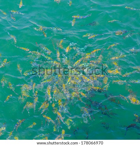 flock of fish in sea water background