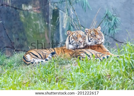 two tigers laying on the grass
