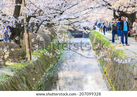 KYOTO - APR 8: Cherry blossom at Path of Philosophy on Apr 8, 14 in Kyoto. It is a pedestrian path that follows a cherry-tree-lined canal in Kyoto, between Ginkaku-ji and Nanzen-ji.