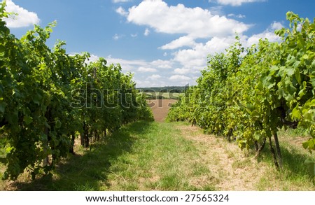 Grape garden in the south moravia - Czech republic