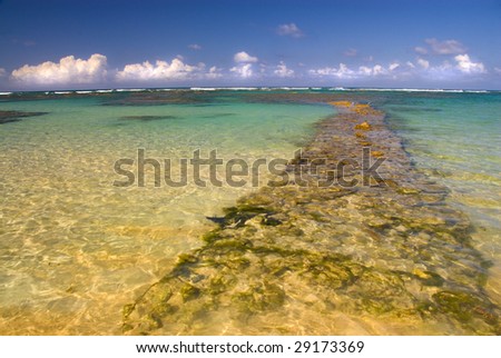 the reef in the Caribbean
