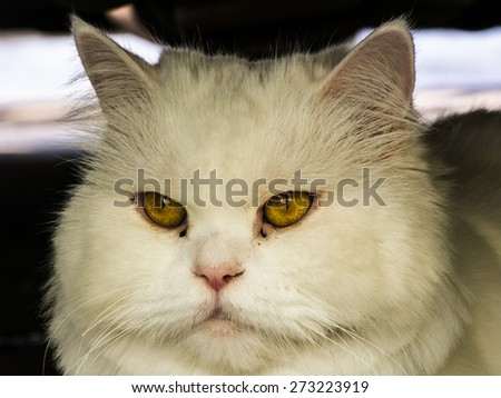 Face of white Persian cat hiding under car, low key