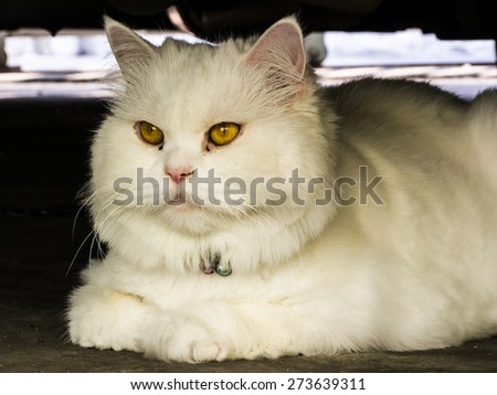 White Persian cat hiding under car, low key