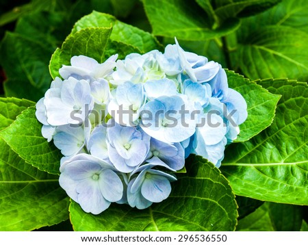 Light blue hydrangea flowers on green leave in nature