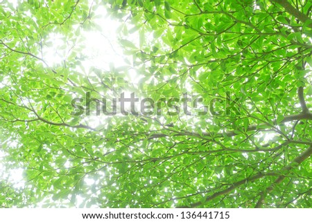 sun light through big tree,green leaves