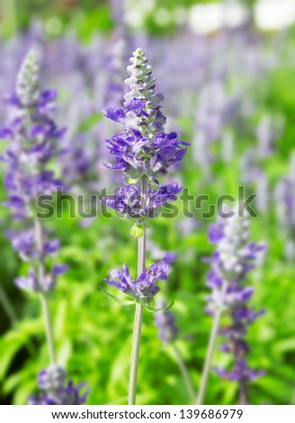 purple flower field, flower meadow
