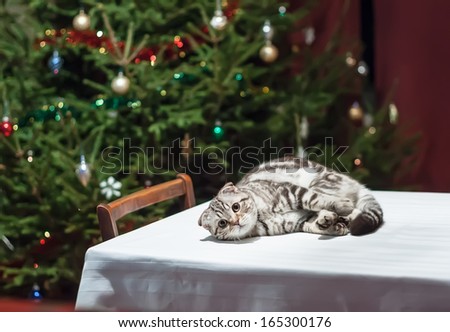Sad cat lies on an empty celebratory table with Christmas tree in the background in anticipation of Christmas and New Year
