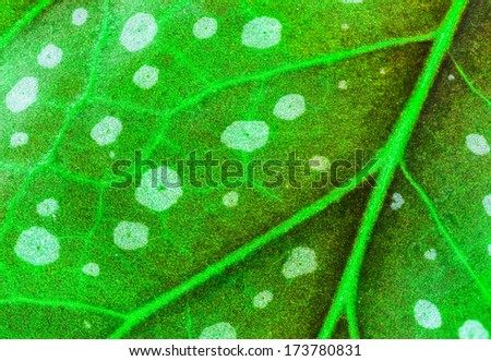 macro green leaf of Begonia \