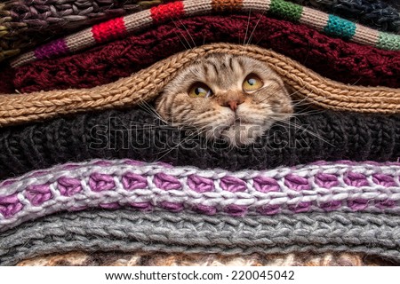 funny cat is preparing for cold autumn and winter, wrapped up and hide in a pile of woolen clothes at home