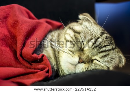 Scottish fold cat sleeping sweetly like a man under the red blanket