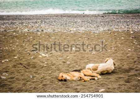 Two spotted tired dog is resting lying on a sandy beach by the sea and look at the waves and a passing bird