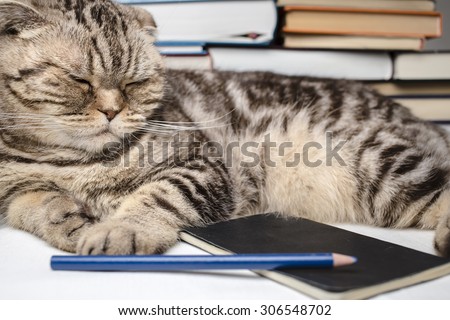 funny Scottish Fold cat doing homework, she was tired and fell asleep among the study books, notebook and pencil.