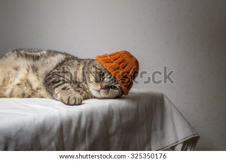 gray striped scottish fold cat with a funny orange winter hat on his head lies on a table covered with a white cloth and looking at the camera