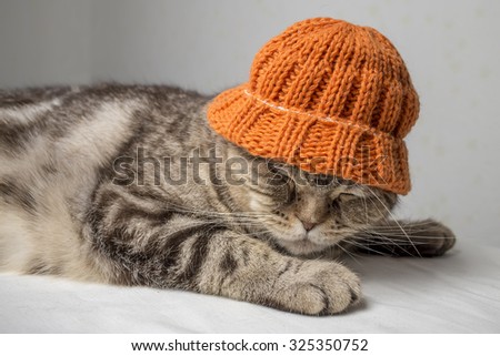 funny gray striped scottish fold cat with orange winter hat on his head lies on a table covered with a white cloth and sleeping