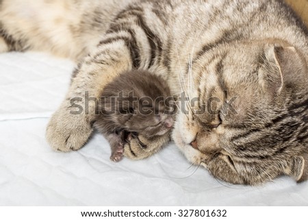 striped scottish fold cat with newborn kitten sleeping together with hugs