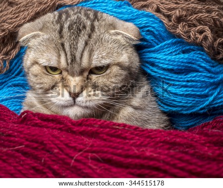 very angry cat looking sternly, wrapped in colored wool thread