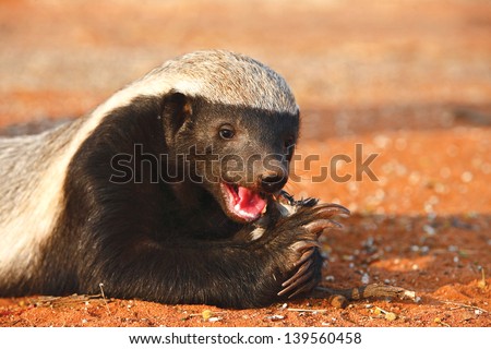 Honey Badger Eating