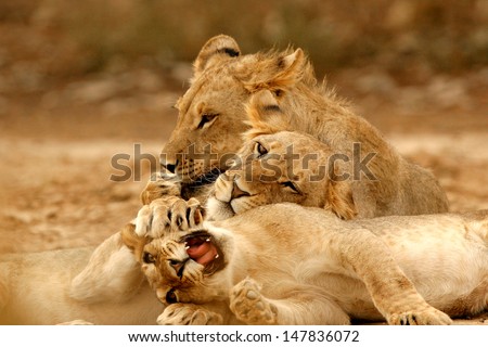 Male Kalahari Lion