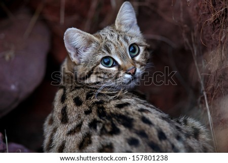 Black-footed cat