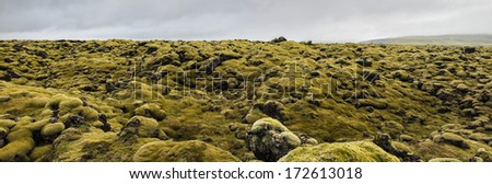Lava field and lava rocks covered by the moss, panorama Iceland