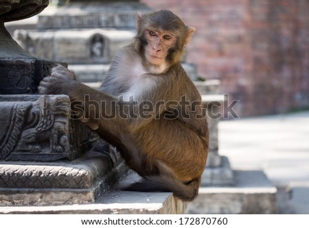 Monkey, Rhesus macaque (Macaca mulatta), Swayambhunath monkey temple. Kathmandu, Nepal