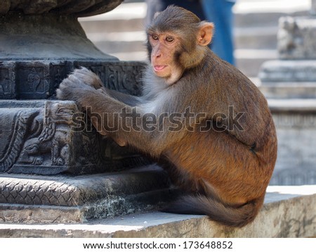 Monkey, Rhesus macaque (Macaca mulatta), Monkey temple.Kathmandu, Nepal