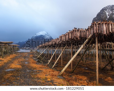 Cod stockfish hang to dry in cold winter air on wooden drying rack, Lofoten Islands, Norway