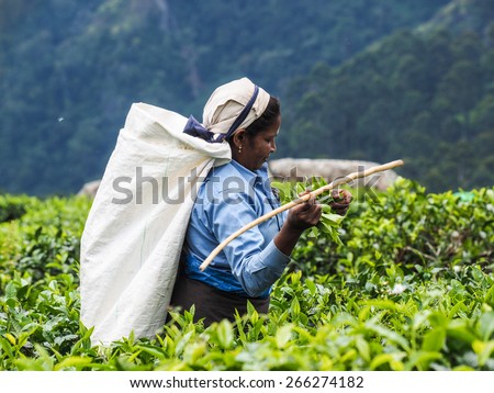 HAPUTALE, SRI LANKA - FEBRUARY 26, 2015: Tamil woman picking up tea leaves on  plantation on 26 February, 2015 in Haputale.Tea production  is one of the main sources of foreign exchange for Sri Lanka.