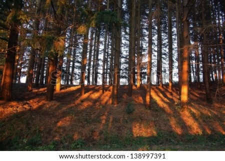 red shadows in a forest at sunset