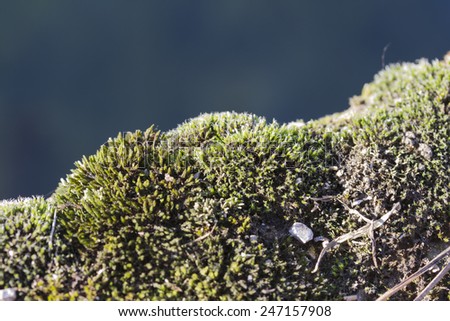 moss on the river bank