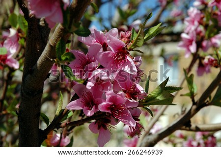 Pink flowers. Peach blossom. Flowering fruit tree.