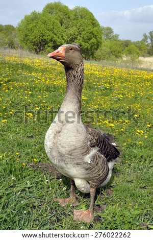 Domestic goose grazing in a meadow. Gray goose on green field\
. Important goose.