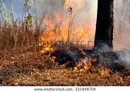 The fire in the forest.Burning dry grass. The epicenter of the fire