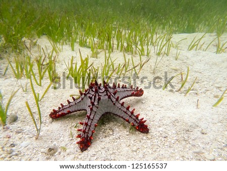 Red spiked Starfish on the sand underwater