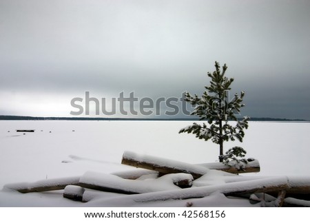 Onega lake in winter with pine in the front