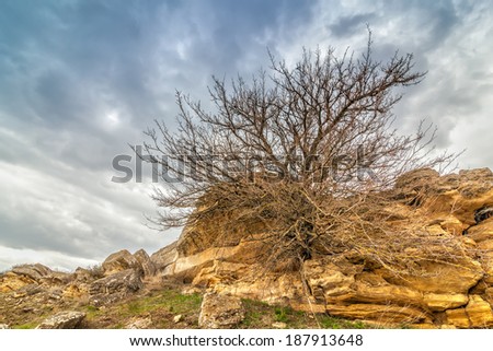 Tree at sandstone rock with moss and lichens at early spring under heavy clouds, Stavropol kray, Russian Federation