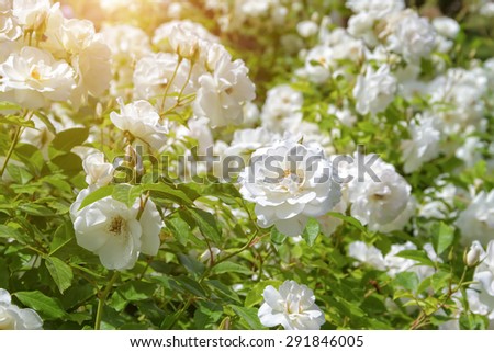 White wild rose wild rose