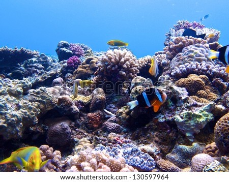 Clown Anemone fish under the sea