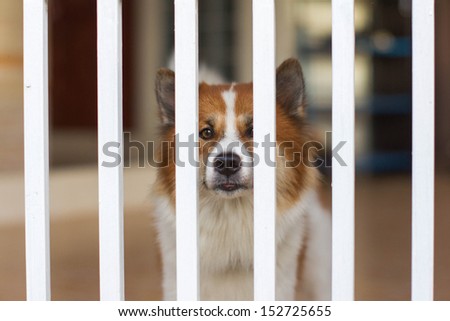 dogs behind metal fence