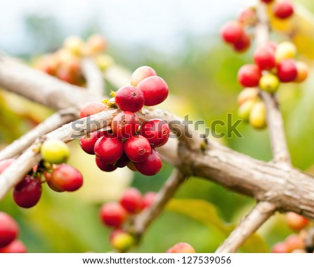 Branch of coffee tree, Kona coffee, Hawaii islands