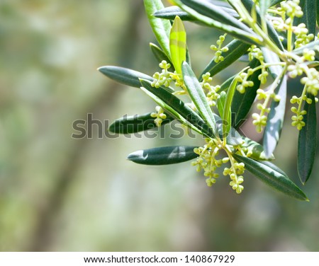Olive tree blossom