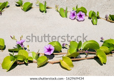 Green leafy vines, Ipomea, with pink flowers on shore, Hawaii