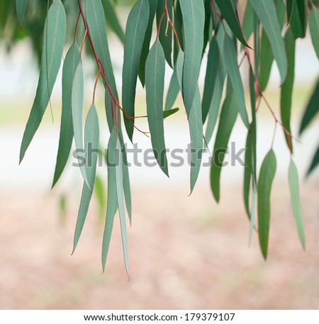 Eucalyptus tree leaves Eucalyptus tree leaves