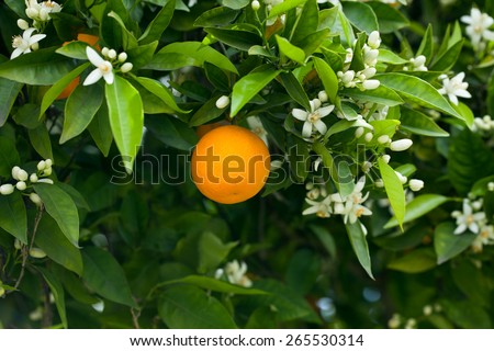 Ripe oranges hanging on a blossoming orange tree