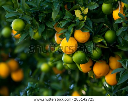 Bunch of ripe oranges hanging on a tree