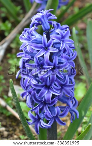 stock-photo-purple-hyacinth-flower-336351995.jpg