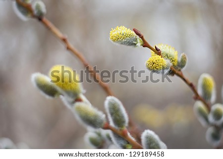 The buds on the willow twig bloom during the spring