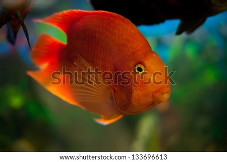 orange fish in the aquarium